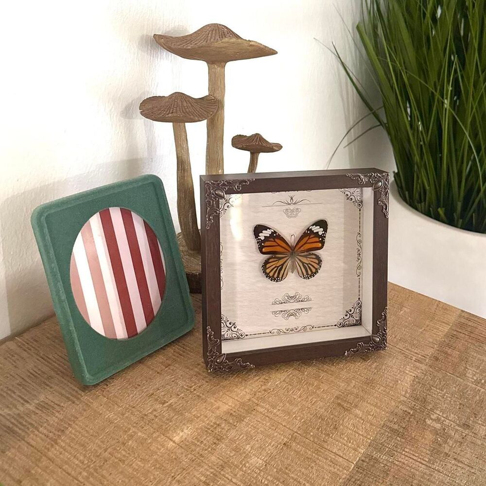 Picture frame Monarch butterfly taxidermy shadow box Dark Brown gothic Homedecor